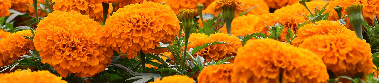 Hispanic Heritage Month banner marigolds